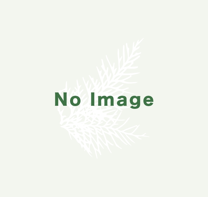 noimg